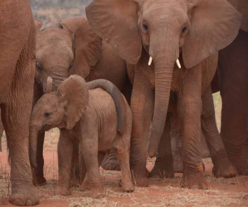 Elephant family with baby elephant 